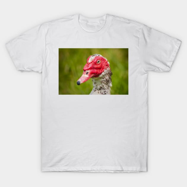 Muscovy Duck - 2011 T-Shirt by SimplyMrHill